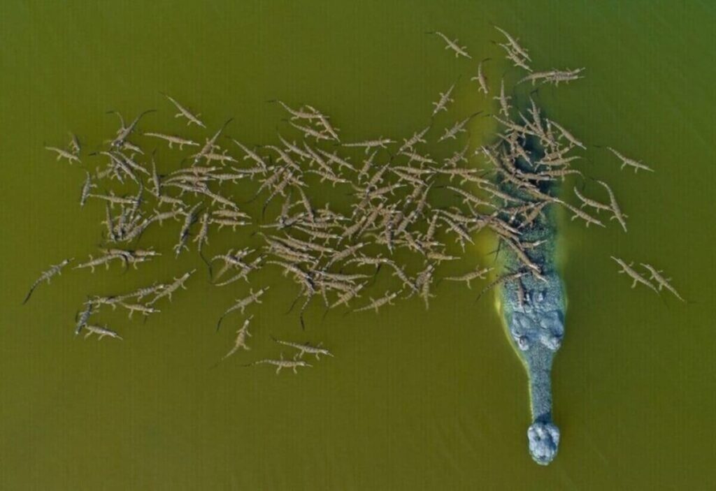 100 bébés crocodiles perchés sur le dos du père