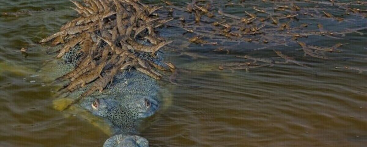 100 bébés crocodiles perchés sur le dos du père : cette photo fascinante