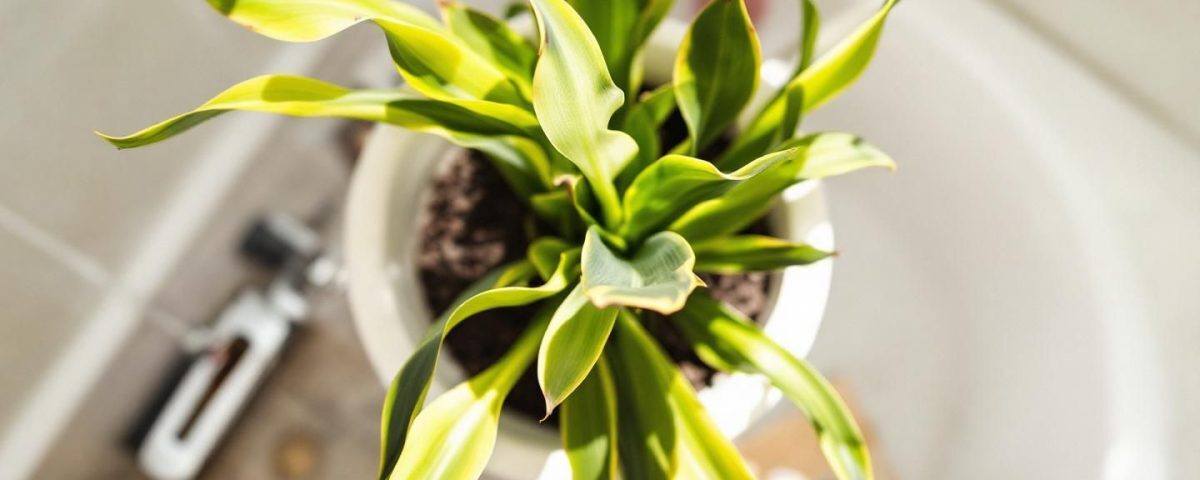 Ni romarin ni laurier : cette plante revitalise les cheveux et cache les blancs dès la première utilisation