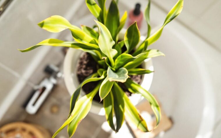 Cette plante revitalise les cheveux et cache les blancs dès la première utilisation