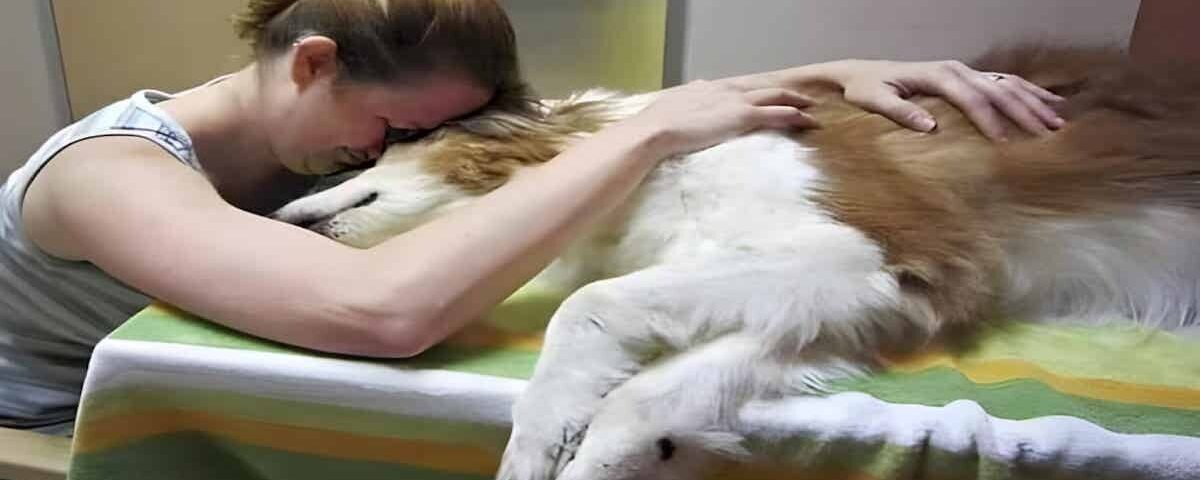Chiens et chats ont tous un dernier souhait avant de mourir, selon un vétérinaire Chiens et chats ont tous un dernier souhait avant de mourir, selon un vétérinaire