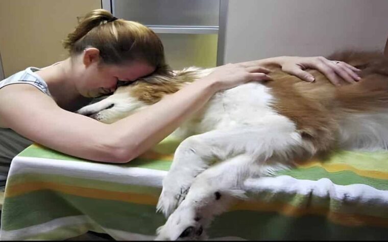 Chiens et chats ont tous un dernier souhait avant de mourir, selon un vétérinaire