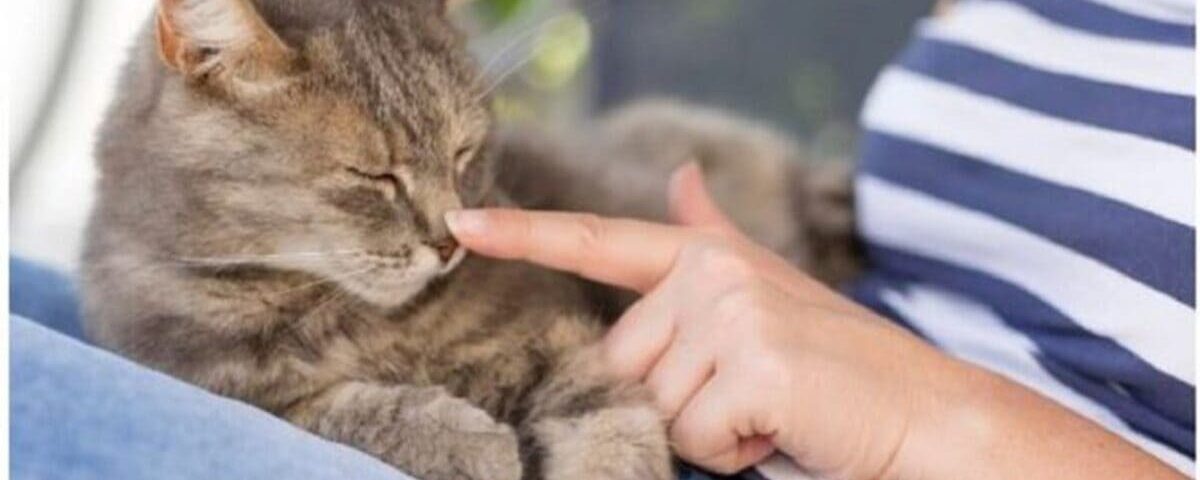 Combien de temps un chat met-il vraiment pour vous oublier ?
