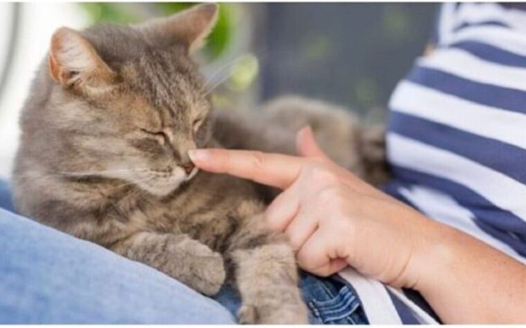 chat