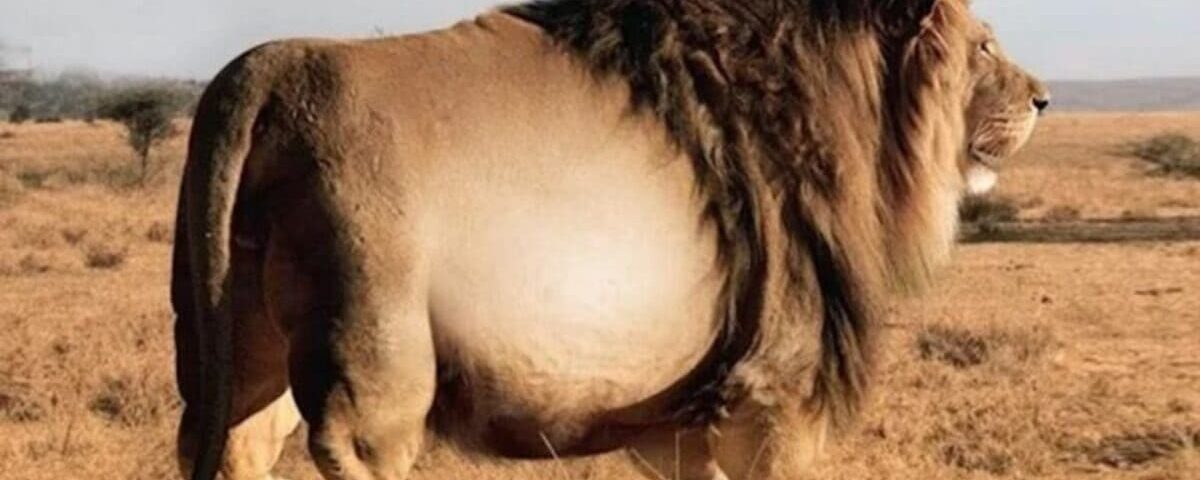 Échographie étonnante : le vétérinaire reste sans voix devant ce « lion géant »
