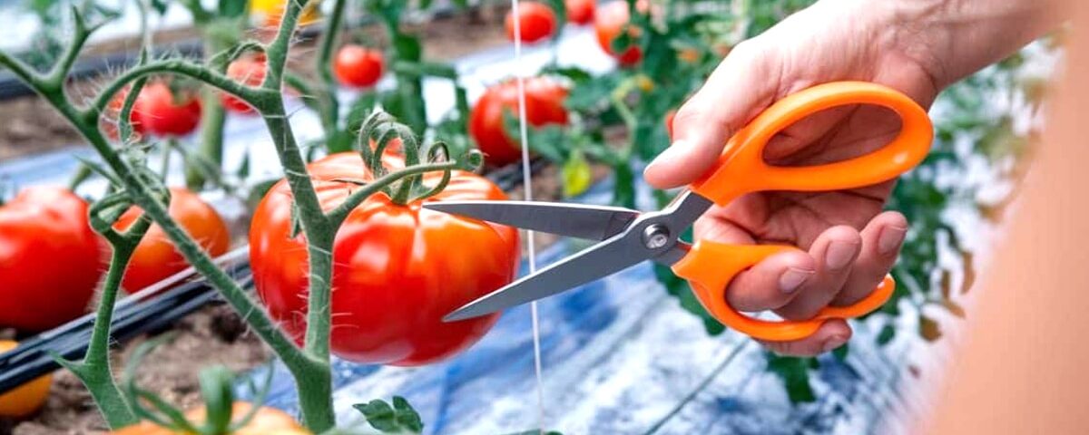 Le coup de ciseau que trop de jardiniers font encore par erreur Le coup de ciseau que trop de jardiniers font encore par erreur