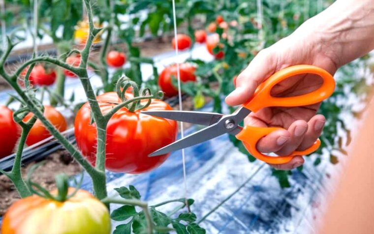Le coup de ciseau que trop de jardiniers font encore par erreur