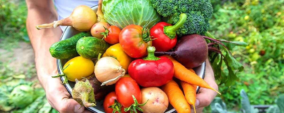 Le secret d’un vieux jardinier pour un potager productif même en pleine canicule Le secret d’un vieux jardinier pour un potager productif même en pleine canicule