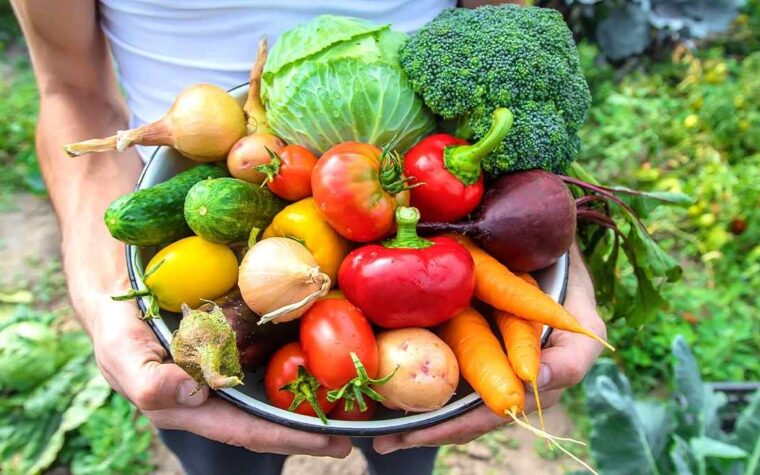 Le secret d’un vieux jardinier pour un potager productif même en pleine canicule