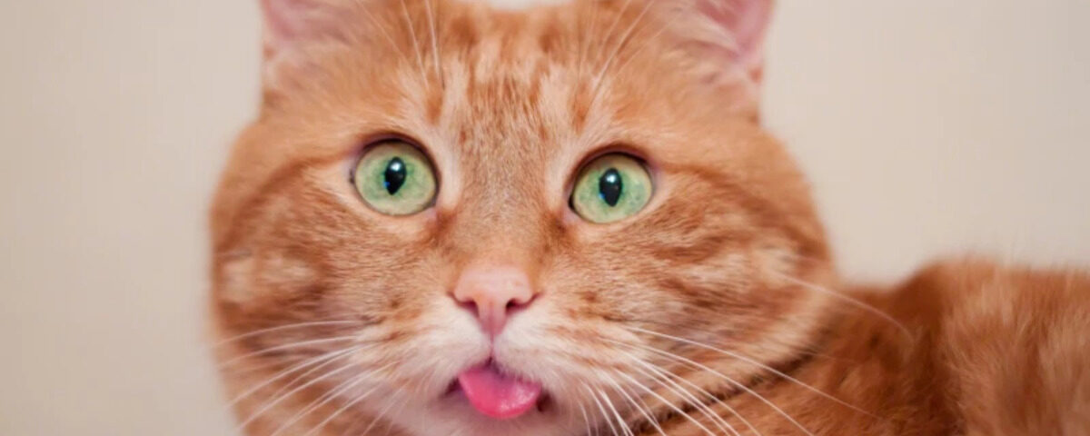 Les chats roux doivent leur couleur à un gène unique Les chats roux doivent leur couleur à un gène unique