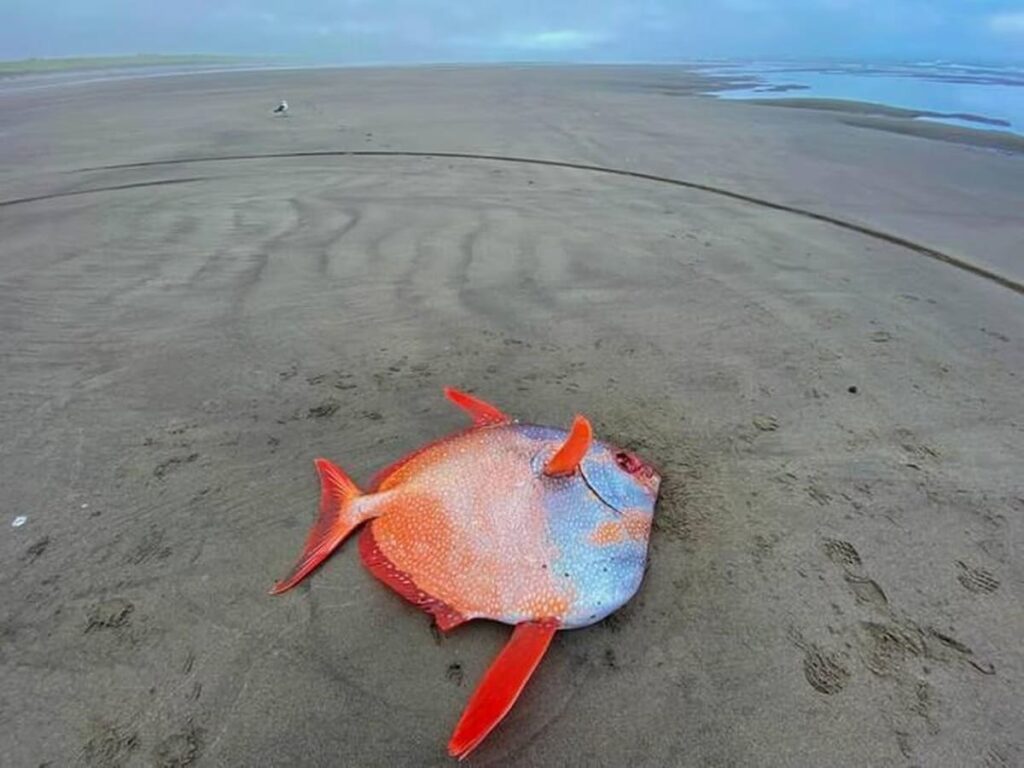 Poisson mystérieux de 45 kg