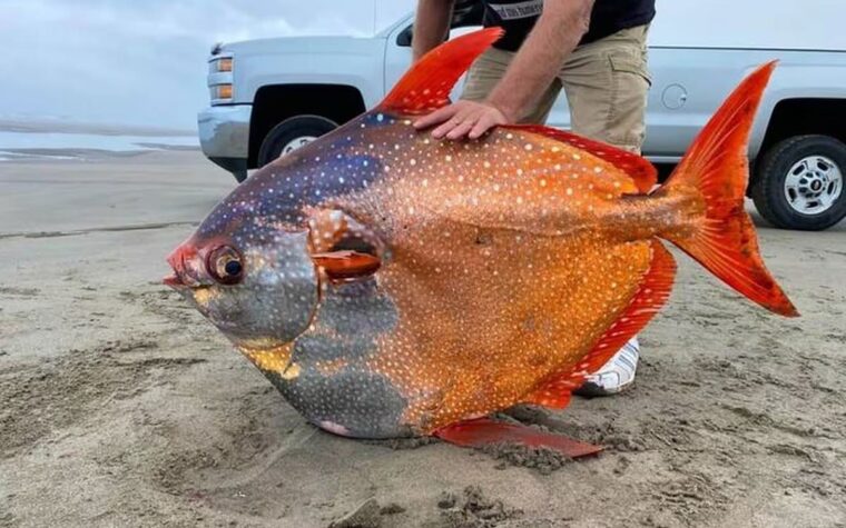 Poisson mystérieux de 45 kg découvert sur une plage : les scientifiques intrigués