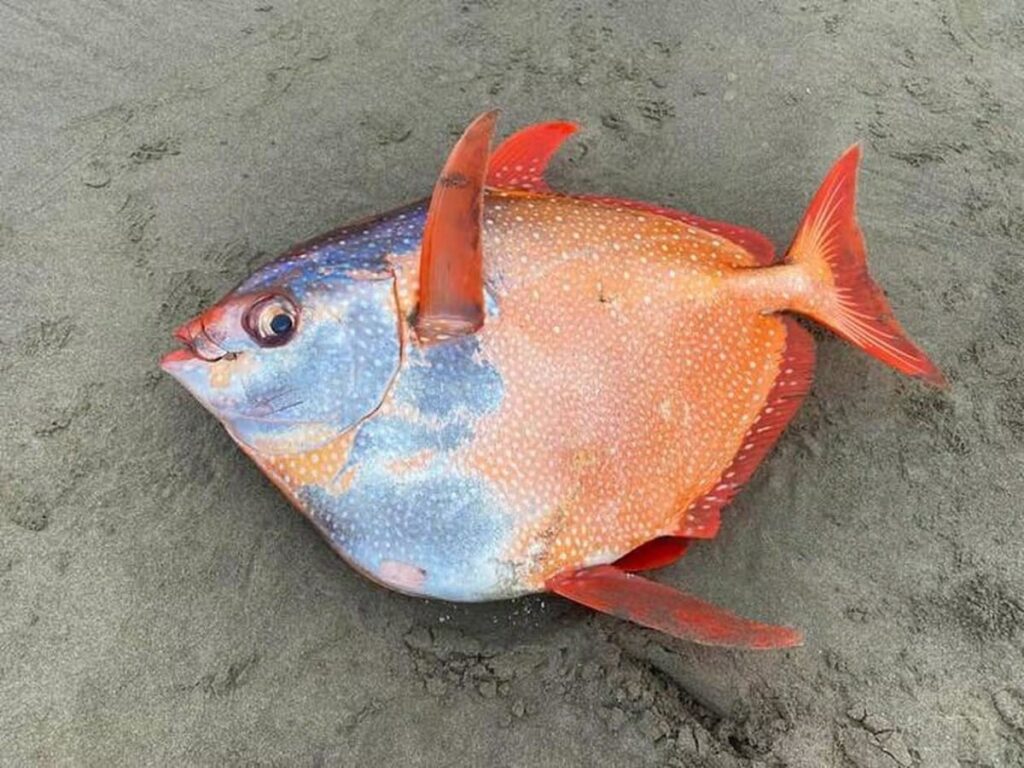 Poisson mystérieux de 45 kg sur une plage