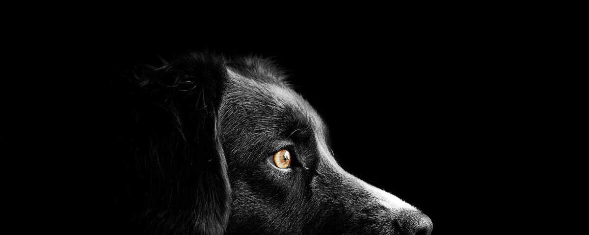 Pourquoi les chiens n’aiment pas certaines personnes : l’explication scientifique