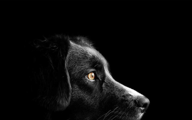 Pourquoi les chiens n’aiment pas certaines personnes : l’explication scientifique