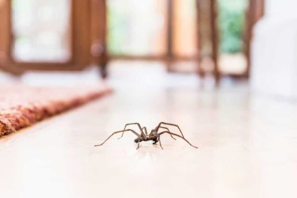 Voir des araignées chez vous