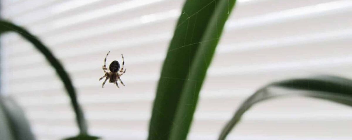 Voir des araignées chez vous : ce que cela peut signifier pour votre intérieur