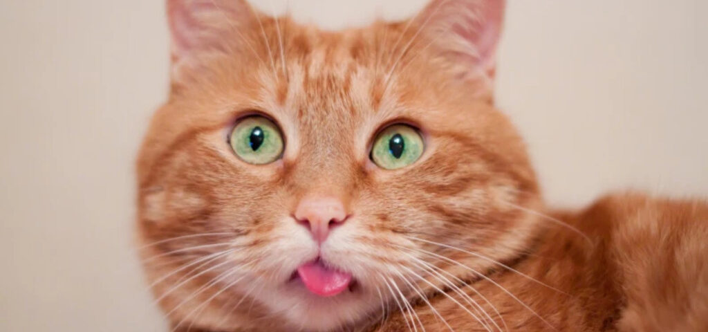 Les chats roux doivent leur couleur à un gène unique
