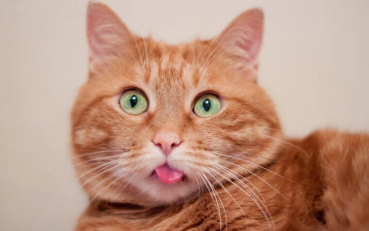 chats roux