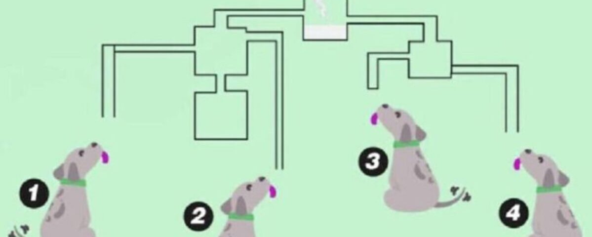 Quel chien boira le lait en premier ? Votre réponse révèle votre QI