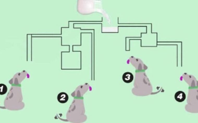 chien boira le lait en premier