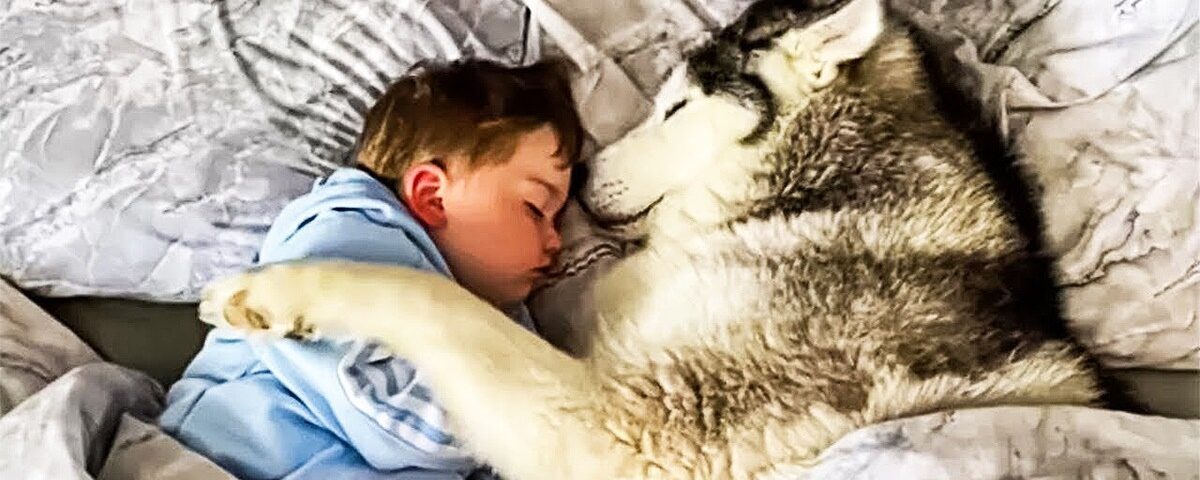 Ce chien dort chaque nuit près d’un garçon… jusqu’à ce que les parents découvrent pourquoi