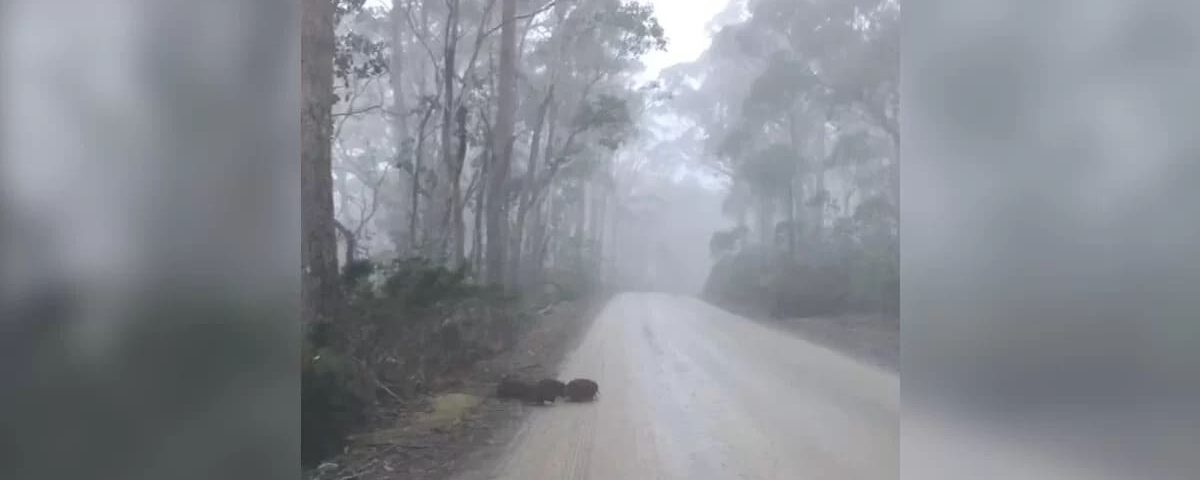 Le conducteur freine net : un groupe rare d’animaux émerge du brouillard