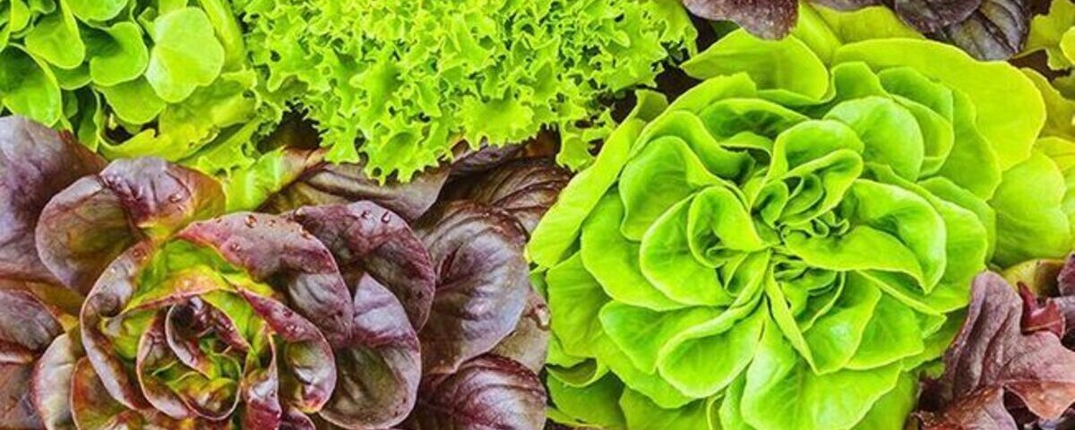 L’astuce simplissime pour conserver une salade croquante pendant un mois au frigo L’astuce simplissime pour conserver une salade croquante pendant un mois au frigo