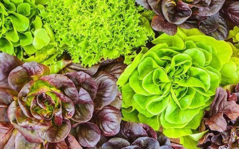 conserver une salade