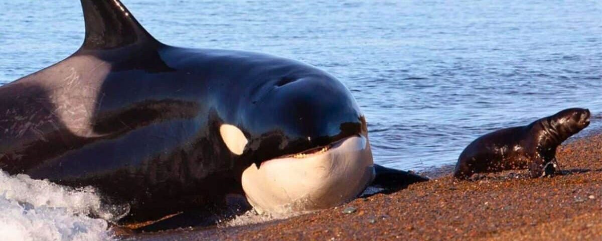 C’est officiel : dauphins et orques ont amorcé un retour vers la vie sur terre C’est officiel : dauphins et orques ont amorcé un retour vers la vie sur terre