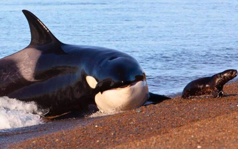 dauphins et orques