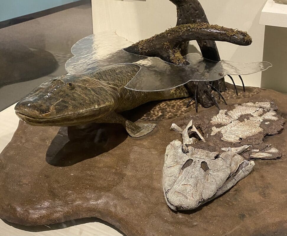 dauphins et orques ont amorcé un retour vers la vie sur terre