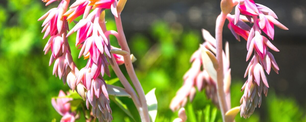 Cette fleur à planter après août repousse naturellement les pucerons