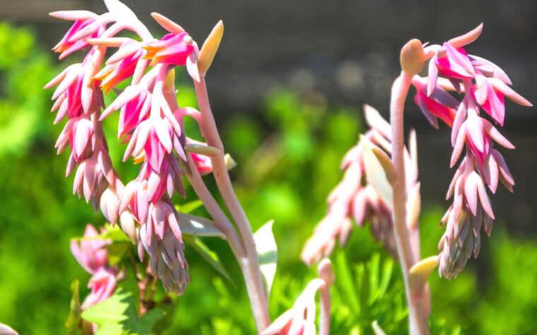 fleur à planter après août