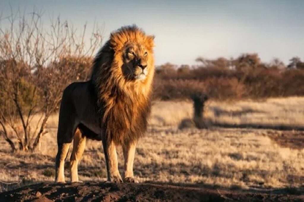 lion géant