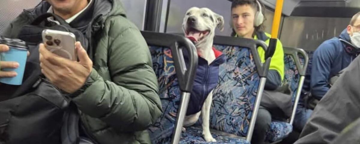 Les passagers d’un bus comprennent qu’une chienne assise sur un siège avait besoin d’aide