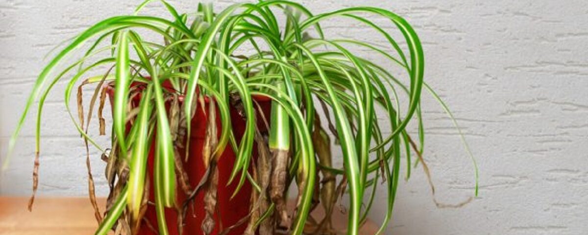 Voici pourquoi les pointes des feuilles de vos plantes d’intérieur brunissent (et comment y remédier)