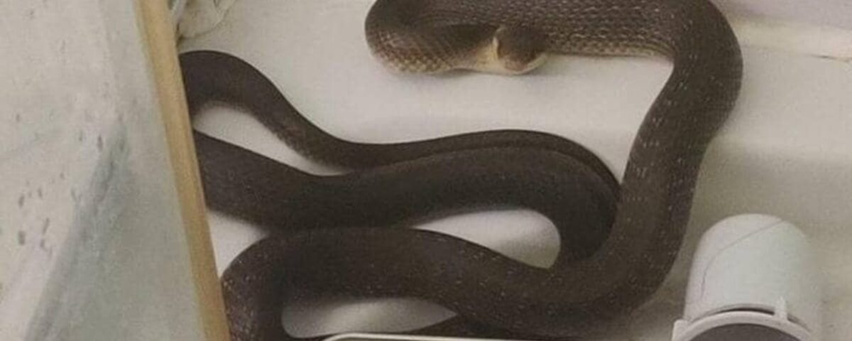 Elle prend sa douche quand un serpent remonte par les canalisations