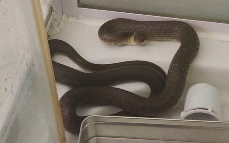 prend sa douche quand un serpent remonte