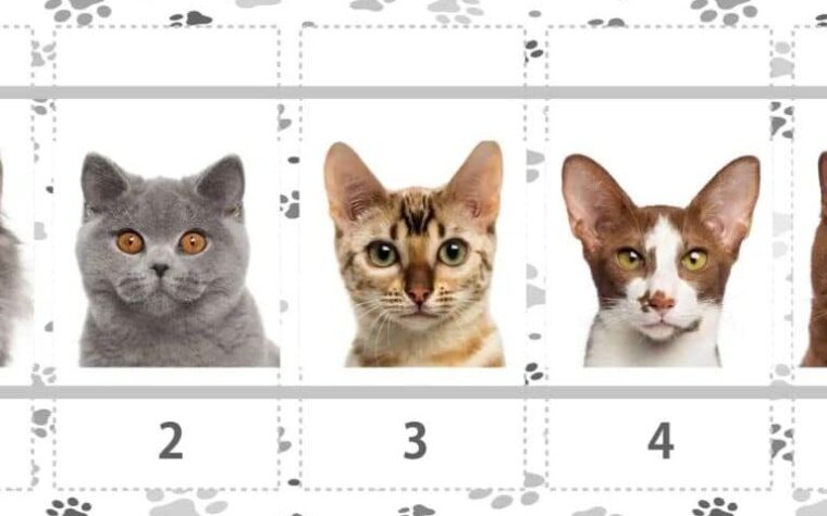 Ce que le chat que vous choisissez révèle vraiment sur votre instinct