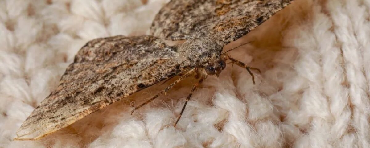 L’astuce naturelle la plus efficace pour éloigner les mites sans insecticide