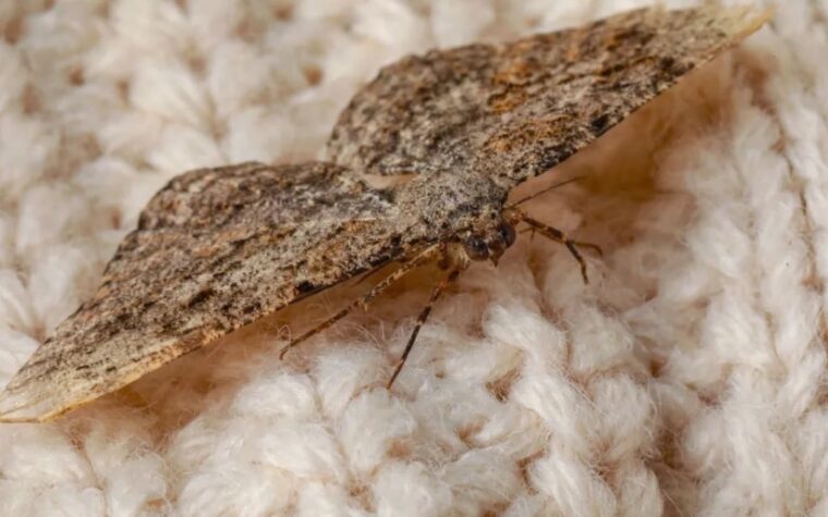 L’astuce naturelle la plus efficace pour éloigner les mites sans insecticide