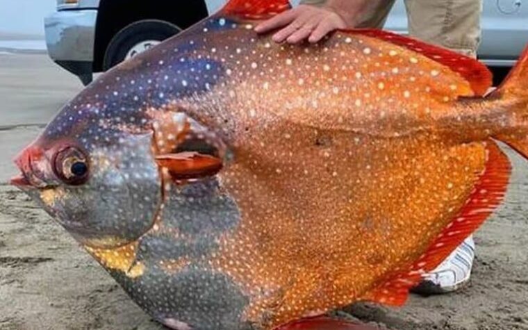 Un poisson de 45 kg échoué sur une plage intrigue les scientifiques