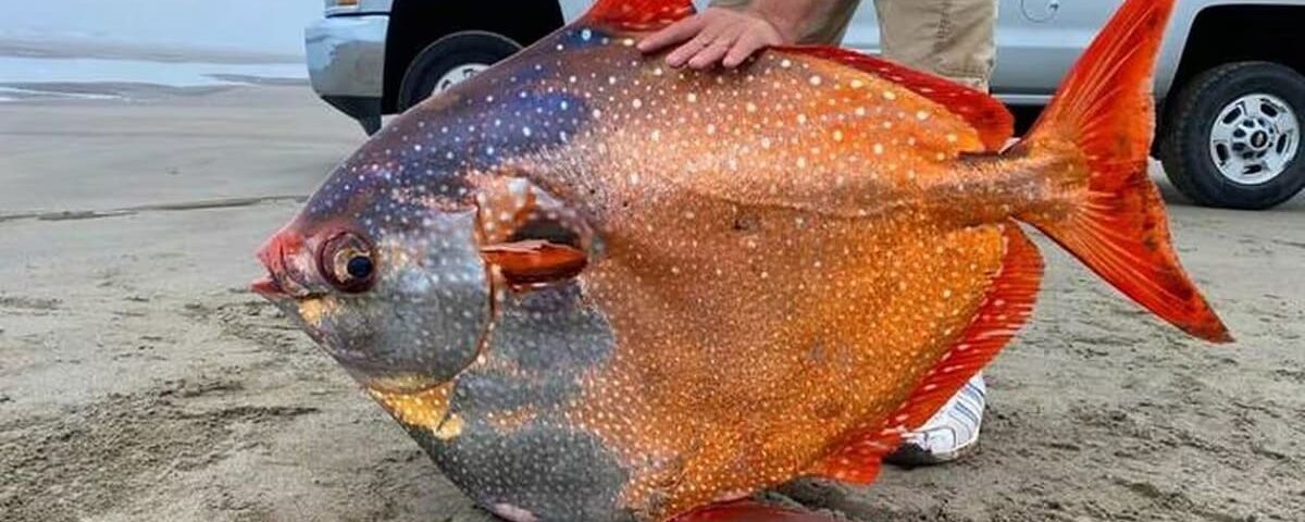 Un poisson de 45 kg échoué sur une plage intrigue les scientifiques