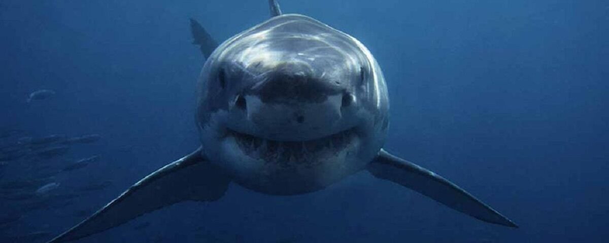 Un requin blanc de taille record repéré dans une zone touristique : les experts alertent