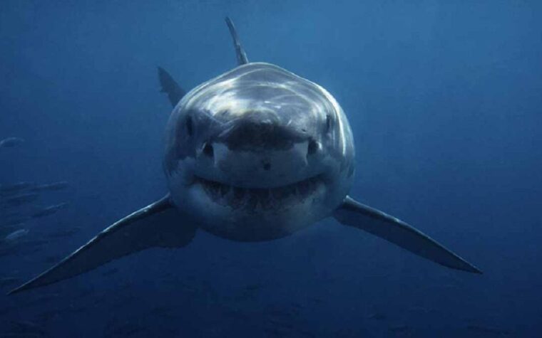Un requin blanc de taille record repéré dans une zone touristique : les experts alertent